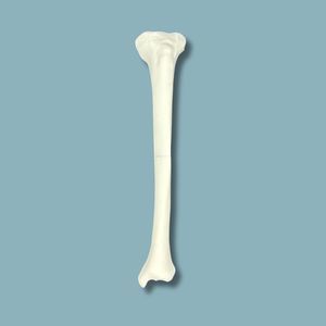 modello anatomico di tibia