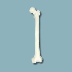 modello anatomico di femore
