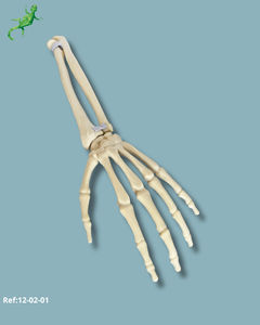 modello anatomico osseo