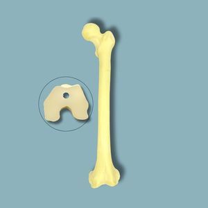 modello anatomico osseo