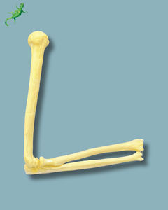 modello anatomico di gomito
