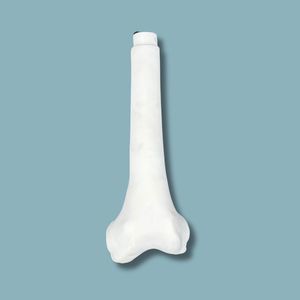 modello anatomico di femore