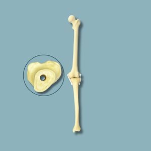 modello anatomico per ginocchio