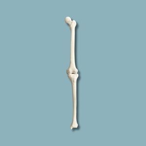 modello anatomico per ginocchio
