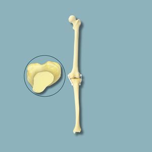 modello anatomico per ginocchio