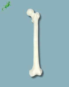 modello anatomico di femore