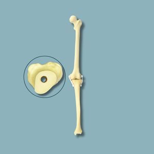 modello anatomico per ginocchio