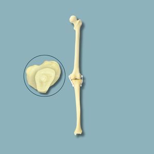 modello anatomico per ginocchio