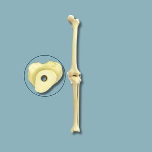 modello anatomico per ginocchio