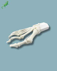 modello anatomico di piede