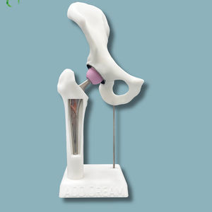 modello anatomico di bacino