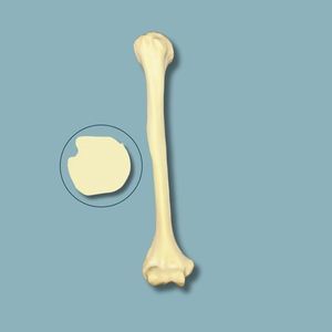 modello anatomico di omero