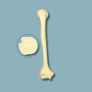modello anatomico di omero