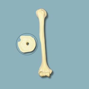 modello anatomico di omero
