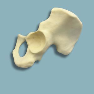 modello anatomico di emibacino