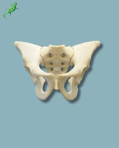 modello anatomico di bacino