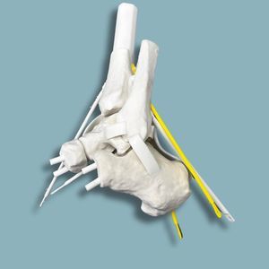 modello anatomico di caviglia
