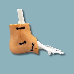 modello anatomico di pelle