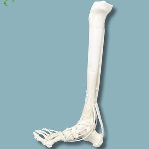 modello anatomico di tibia