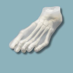 modello anatomico di piede