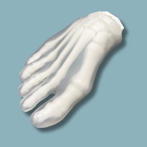 modello anatomico di piede