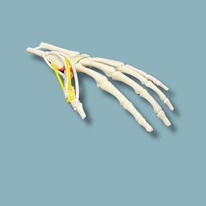 modello anatomico di mano