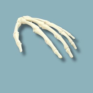 modello anatomico di mano