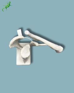 modello anatomico di clavicola