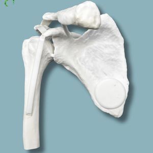 modello anatomico di spalla