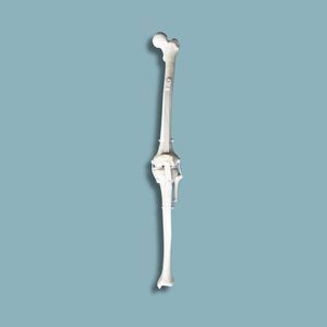 modello anatomico per ginocchio