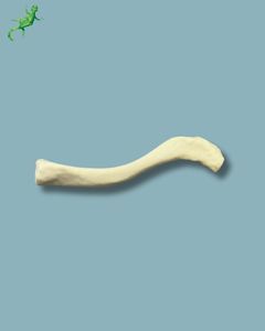 modello anatomico di clavicola