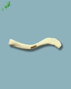 modello anatomico di clavicola