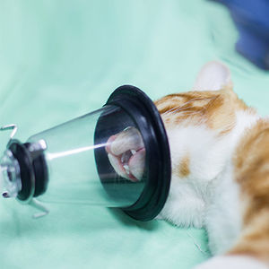 maschera veterinaria per anestesia 1