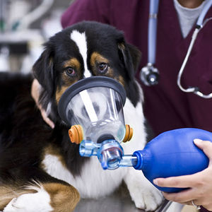 maschera veterinaria a ossigeno