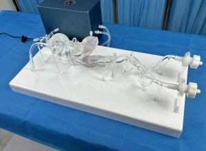 modello vascolare di arteria 1