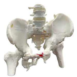 modello anatomico osseo 1
