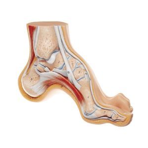 modello anatomico di piede