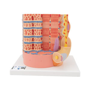 modello anatomico di fibra muscolare