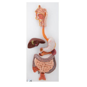 modello anatomico apparato digestivo 1