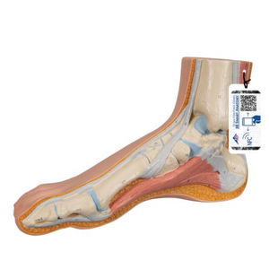 modello anatomico di piede