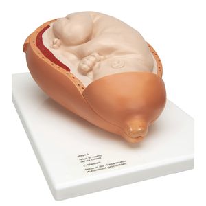 modello anatomico di utero