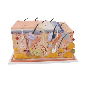 modello anatomico di pelle