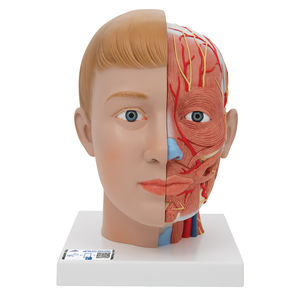 Iplusmile Modello Testa Umana: Anatomia Naso Bocca E Gola In PVC Per Studio E Insegnamento