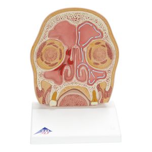 modello anatomico di testa 1