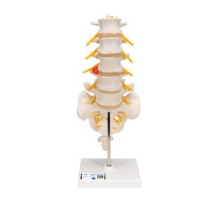 modello anatomico di colonna vertebrale lombare