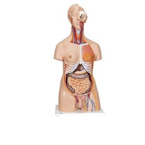 modello anatomico corpo