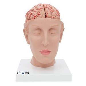 modello anatomico di testa