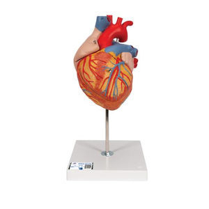 modello anatomico di cuore