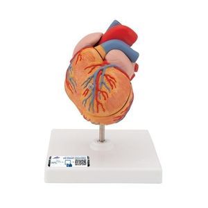 modello anatomico di cuore 1