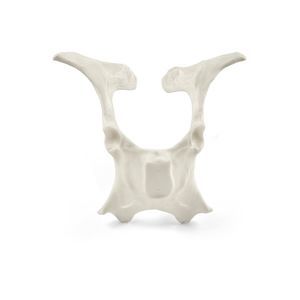 modello anatomico di bacino